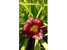 IMG 20200727 113156.jpg