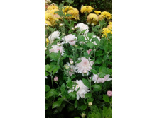 ��������� ����