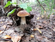 IMG 20200808 110655.jpg