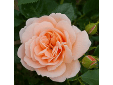 ����� (287)