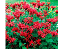 ������� �������.