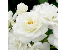 ������� (374)