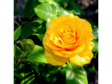 ����� (220)