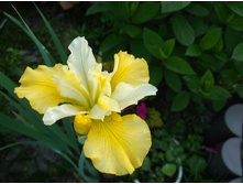 ���� ���������