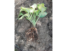 ������� Brother Stefan