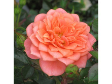 ������ (310)