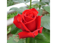 ������� (292)