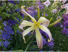 �������� �������, �������������,