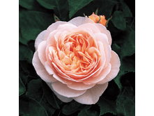 ��������� (348)