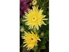 ��������� ���