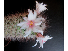Mammillaria fraileana LO 20