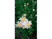 ���� ������