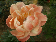 ������ ����� ������.JPG