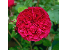 ��� �������� �� ����� (329)