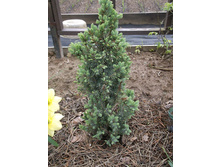 ������ ���