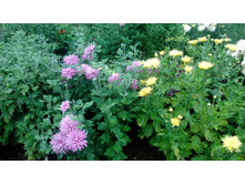 ��������   � ��������� ���