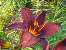 �������� ������� �����