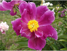 ���� �����.JPG