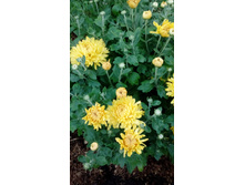 ��������� ������