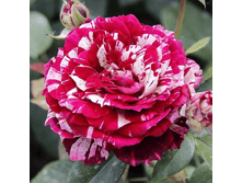 ����� �������� (264)