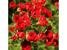 ��� ������ (401)