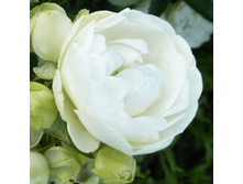 ���� ������� (335)