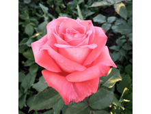 ������ (294)