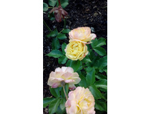 IMG 20200725 170333.jpg