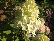 ��������� ��������(Hercules)