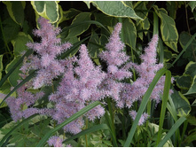 �������� �������