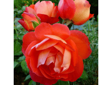 ��������� (370)