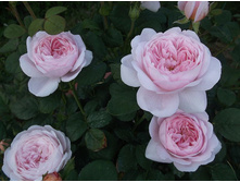 �������� ������