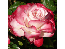 ������ ������ (359)