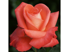 �������� (290)