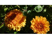 IMG 20200727 113142.jpg