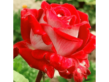 ����� ���� (355)