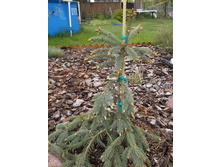 ��� ���������� �������