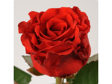 ��� ���� (225)