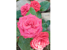 IMG 20200804 085716.jpg