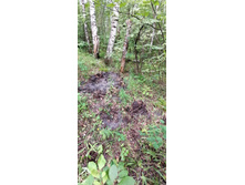 IMG 20200802 145941.jpg