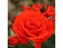 ����� (216)