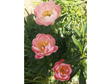 ���� ���� ������ ������