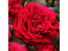 �������-���� (328)