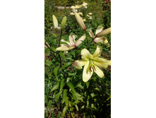 IMG 20200731 132726.jpg