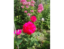 XT1PtVh7ewI.jpg