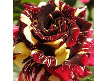 ����������� (311)