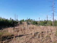 IMG 20200815 074446.jpg