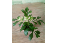 Aglaia odorata variegata.