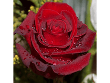 ��������� (251)