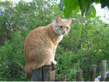 ��� ������ ...